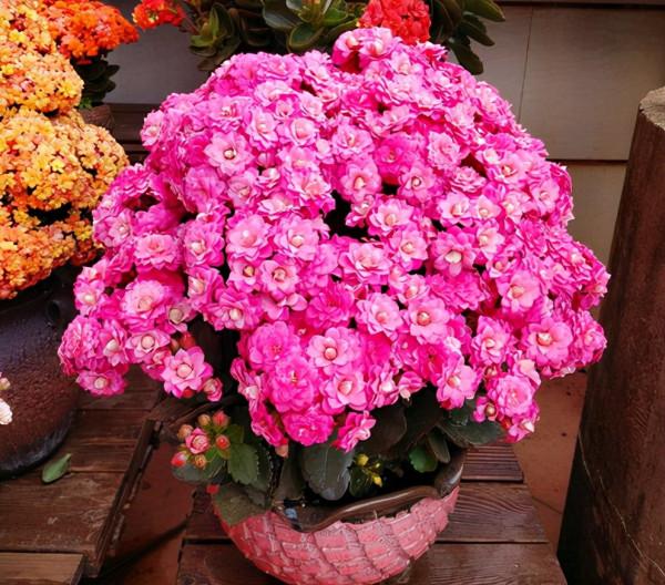 五大“吉祥花”,適合養客廳,喜歡養一盆,越養越“貴氣” 五大“吉祥花”,適合養客廳,喜歡養一盆,越養越“貴氣”