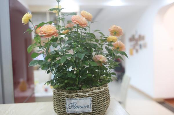 拜拜了月季!養了四年月季,這個秋天果斷換坑,希望沒有換錯 拜拜了月季!養了四年月季,這個秋天果斷換坑,希望沒有換錯