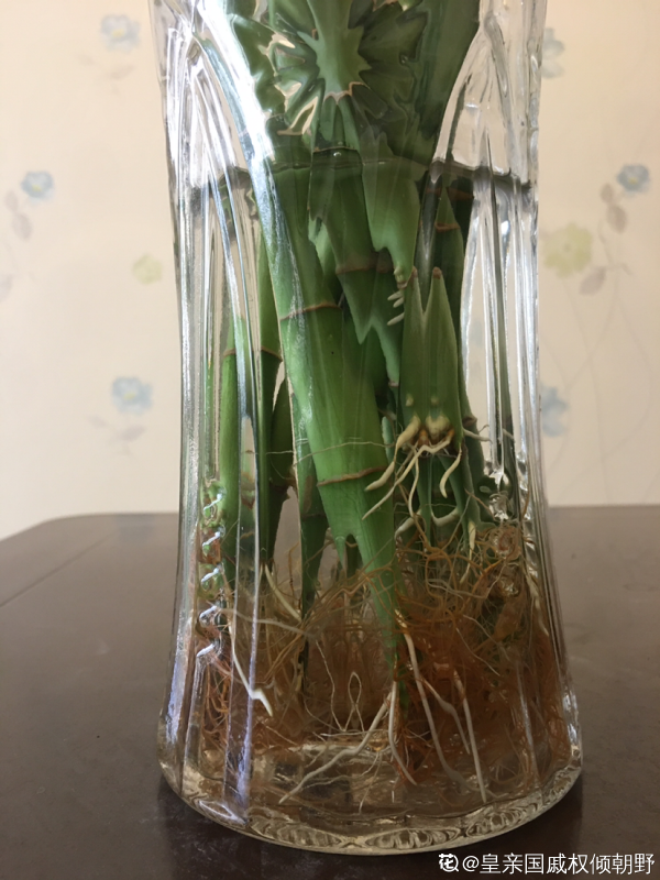 水培富貴竹總黃葉,關鍵是施肥有問題,2個要點解決問題 水培富貴竹總黃葉,關鍵是施肥有問題,2個要點解決問題