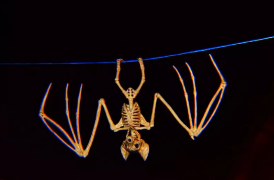 它們是地球上,唯一真正會飛翔的哺乳動物,可是卻不怎麼引人注目 它們是地球上,唯一真正會飛翔的哺乳動物,可是卻不怎麼引人注目