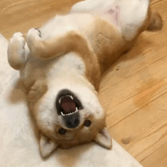 一組超好看的名偵探柯南桌布和可愛的表情包