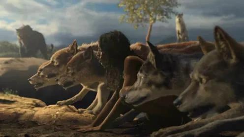 1946年,被狼群養大的男孩,勇敢保護狼群 1946年,被狼群養大的男孩,勇敢保護狼群