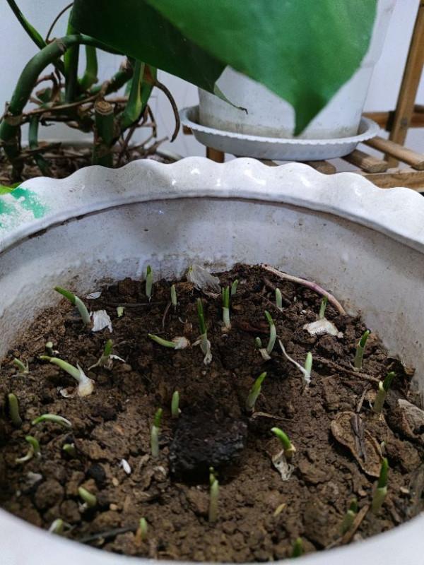 陽臺種菜:大蒜的春天 陽臺種菜:大蒜的春天