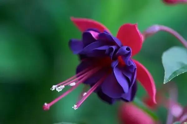 世界金獎醉美的花卉