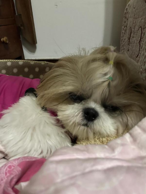 你們家的狗狗都怎麼睡覺呀