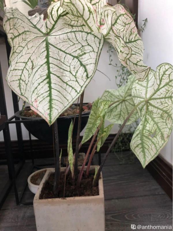 1種綠植特上檔次，葉子五彩斑斕，像打翻了調色盤