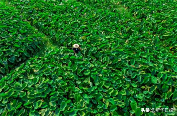 喜茶在廣西打造檳榔芋共建種植基地 新茶飲為傳統農產品創造新可能