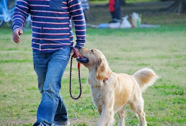 養狗還是“公犬好”,看完這幾點好處你就能理解了 養狗還是“公犬好”,看完這幾點好處你就能理解了