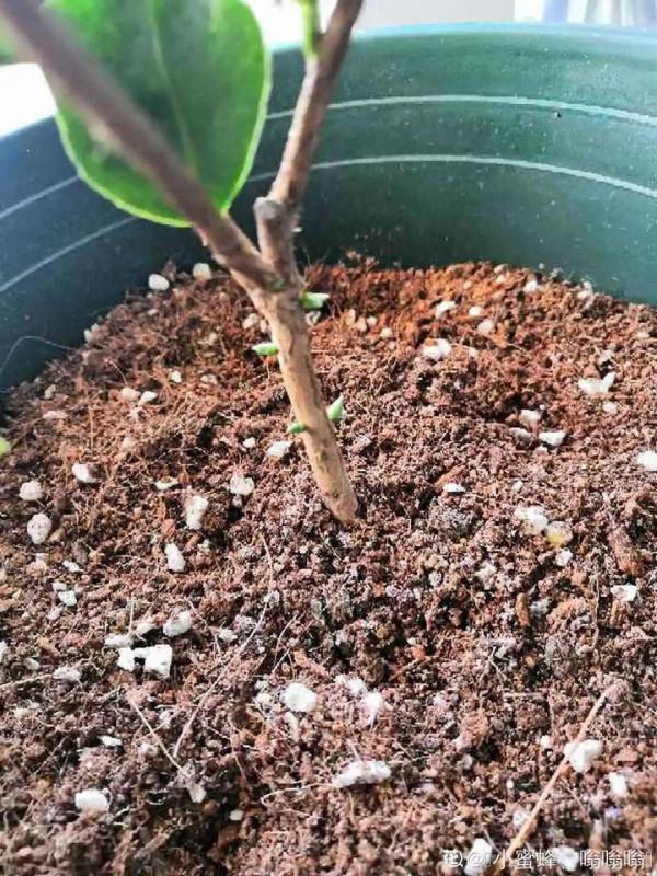 買花也要注意辨別“坑”,才能挑到好花,花開爆盆 買花也要注意辨別“坑”,才能挑到好花,花開爆盆