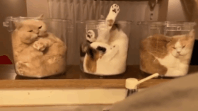 40張奇特而有趣的貓照片，看了讓人心情愉快