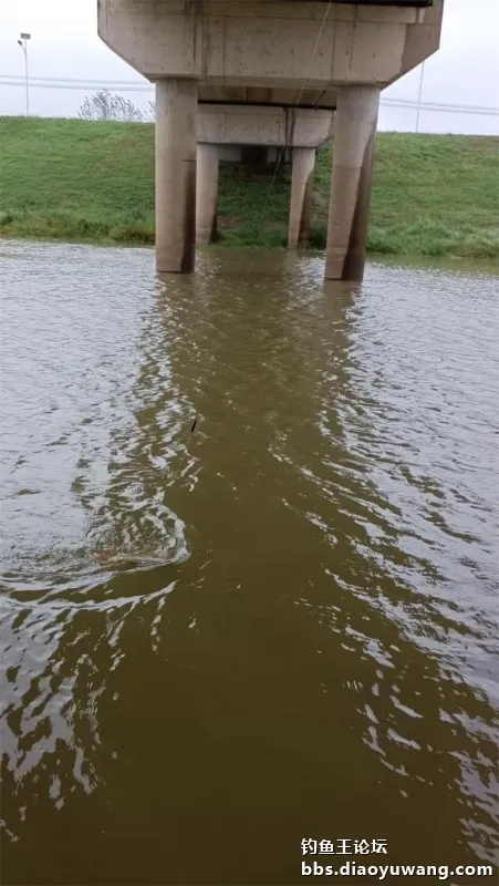 秋風秋雨釣秋水,大風大浪搏大鯉 秋風秋雨釣秋水,大風大浪搏大鯉