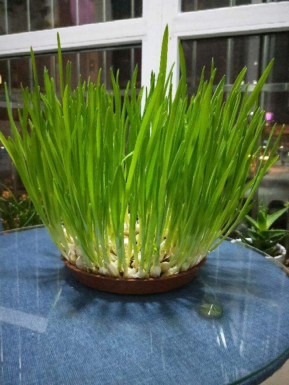 現在種6種菜,長勢特快年底就能吃,一茬一茬長不停 現在種6種菜,長勢特快年底就能吃,一茬一茬長不停