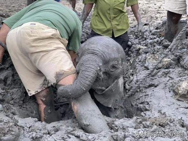 難得一見！40個另類的小象寶寶
