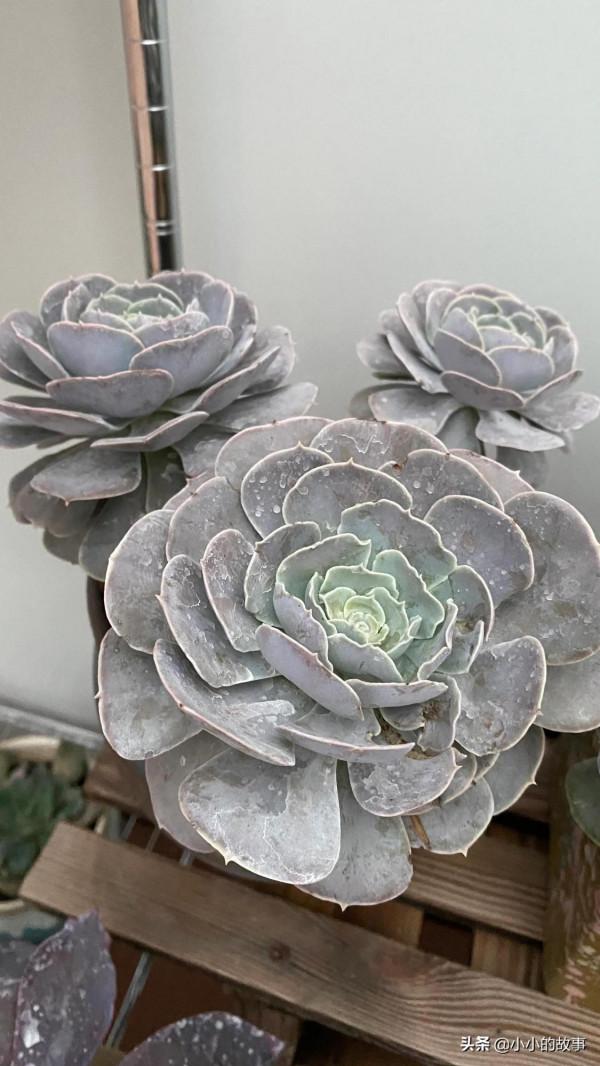 入冬的多肉 入冬的多肉