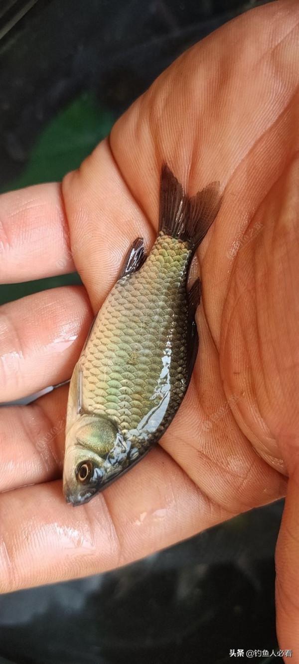 秋末時節野釣鯽魚,為何掛麥粒可以連竿 秋末時節野釣鯽魚,為何掛麥粒可以連竿