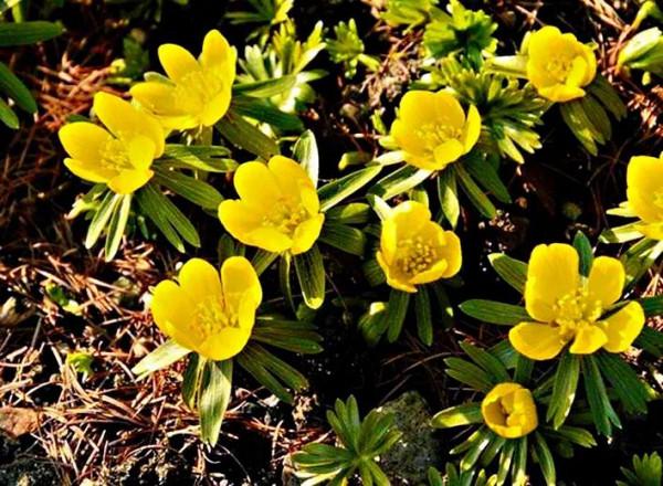 冬菟葵～頂生一朵黃花，花期冬季至早春