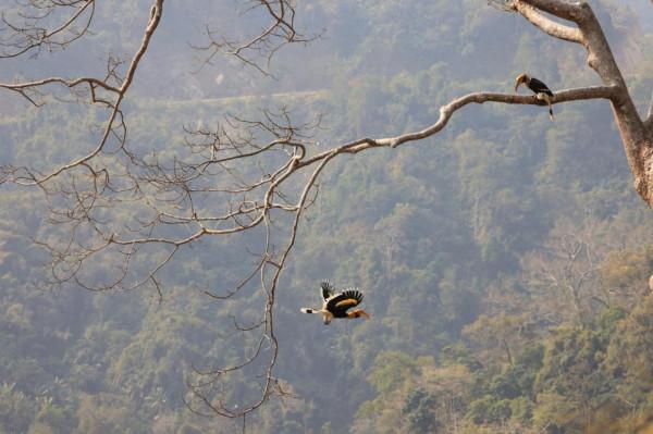 佳能EOS R5尋找密林中的金盔武士 佳能EOS R5尋找密林中的金盔武士