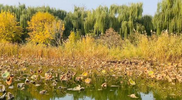 北京紅領巾公園秋色景美 北京紅領巾公園秋色景美