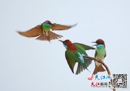 神奇物種在江西 丨有顏又專情的藍喉蜂虎,愛了愛了 神奇物種在江西 丨有顏又專情的藍喉蜂虎,愛了愛了