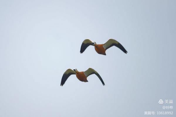 龍感湖的小天鵝 圖文/葉 樺