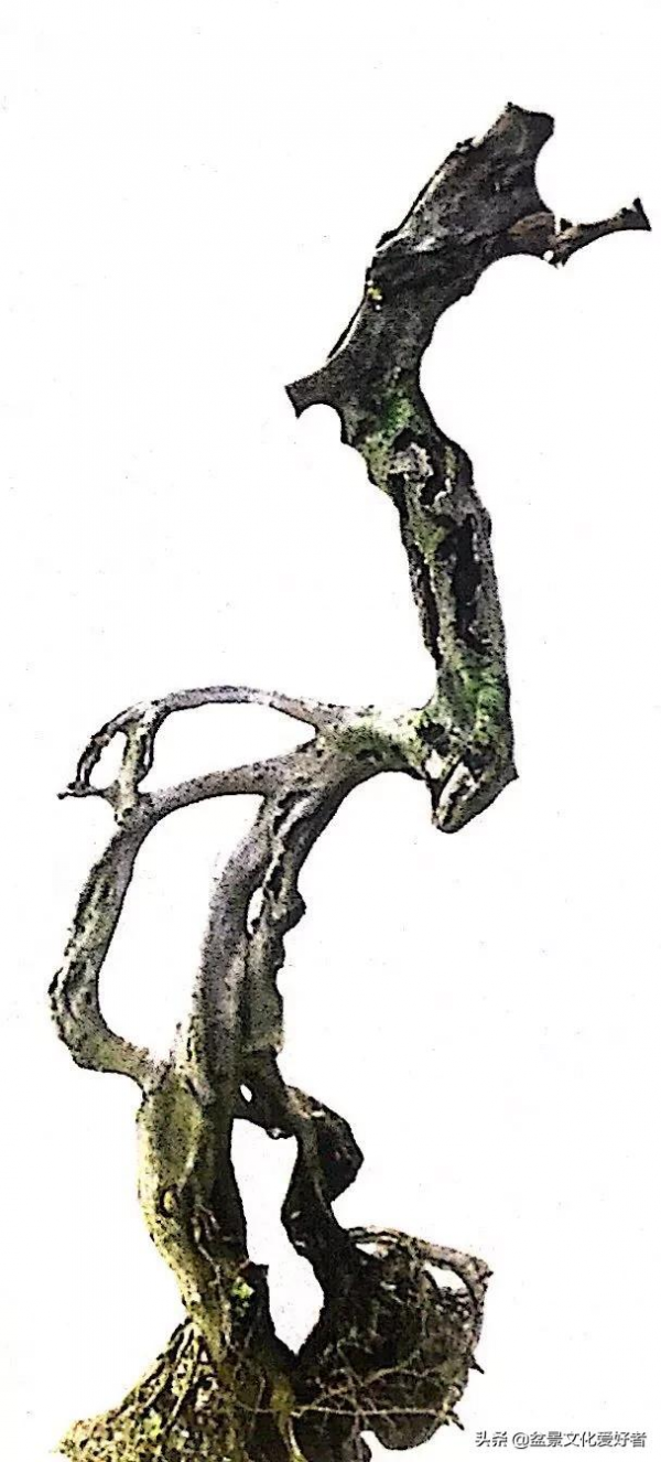 盆景造型案例：盆景製作從一張設計圖開始