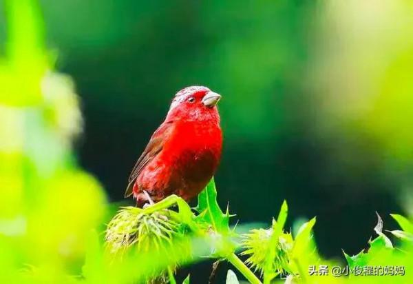 極品紅色鳥&mdash;&mdash;酒紅朱雀