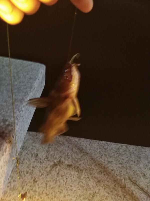 為了那碗魚湯麵,黑夜的冷又有何懼…… 為了那碗魚湯麵,黑夜的冷又有何懼……