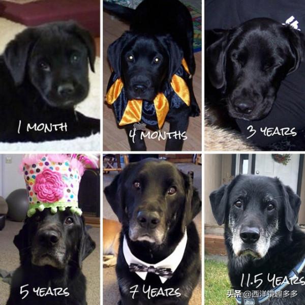 你的小狗狗長大啦，但是有些事永遠不會變