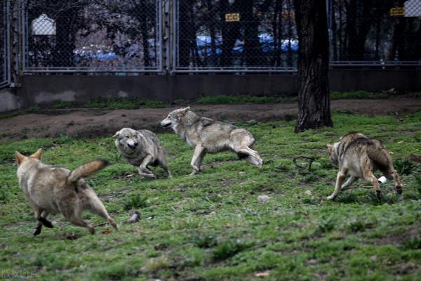中國野狼曾經氾濫!如今卻基本看不到了,野外的狼群都去哪兒了? 中國野狼曾經氾濫!如今卻基本看不到了,野外的狼群都去哪兒了?