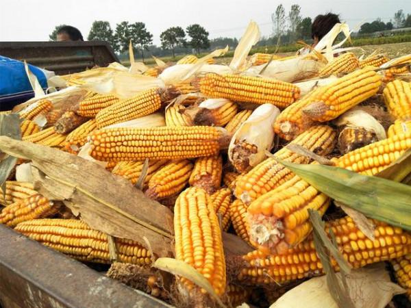 玉米地裡談論大衣哥兒媳離婚男子心驚回家見妻 玉米地裡談論大衣哥兒媳離婚男子心驚回家見妻