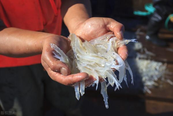 太湖銀魚該不該移植?曾經被引入21個省,如今變成“燙手山芋”? 太湖銀魚該不該移植?曾經被引入21個省,如今變成“燙手山芋”?