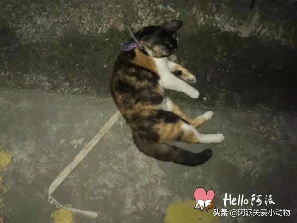 阿派救助基金公示 : 碰瓷大王，未成年三花少女的心機得逞