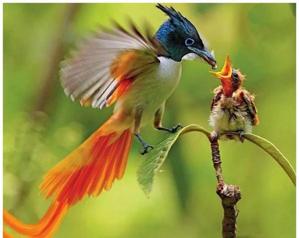 分享圖片：比鳳凰還美麗的鳥三十多款