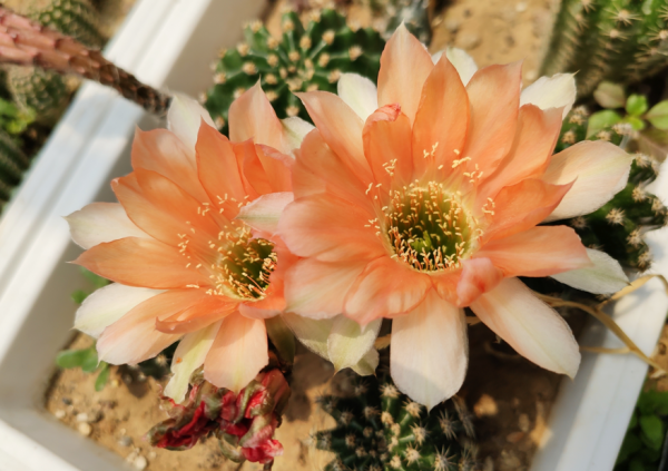 仙人球刺扎人，“拽掉”行不行？剪可以，拽不行