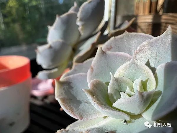 iPhone 13 Pro樣片賞