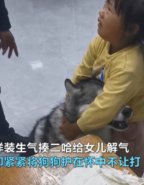 二哈把作業撕碎，父親佯裝揍汪卻被女兒護住：你倆一夥的吧？