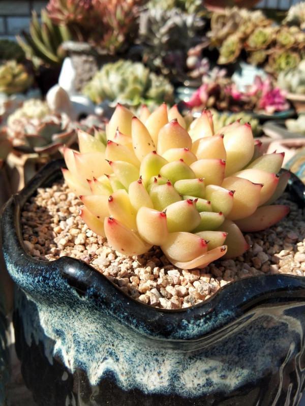 都說女大十八變,其實多肉也是,快來圍觀這些漂亮多肉以前有多醜 都說女大十八變,其實多肉也是,快來圍觀這些漂亮多肉以前有多醜