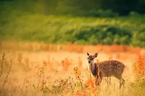 分享圖片 梅花鹿 可愛呆萌 堅強勇敢