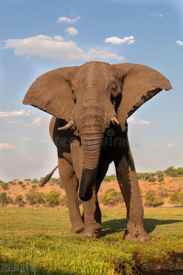 野外遭遇成年野象,如何才能逃生?記住這6點技巧,緊急時能保命 野外遭遇成年野象,如何才能逃生?記住這6點技巧,緊急時能保命