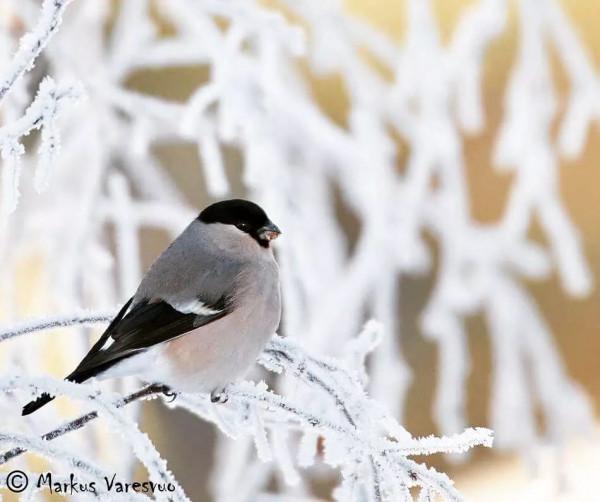 雪中的鳥兒，好漂亮