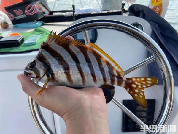 五彩斑斕！釣魚20年第一次見