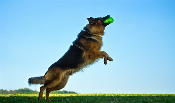 這8種狗狗，是犬類中最“特殊”的存在，你認識哪一隻？