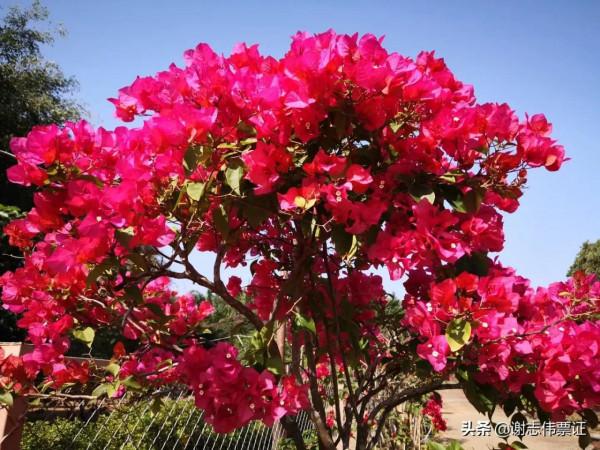 海南風光美（030）來海南一個月網友的點評