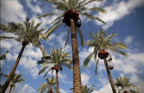 這是外國神樹?看看中國都曾引進過哪些?沒有對比就沒有傷害 這是外國神樹?看看中國都曾引進過哪些?沒有對比就沒有傷害