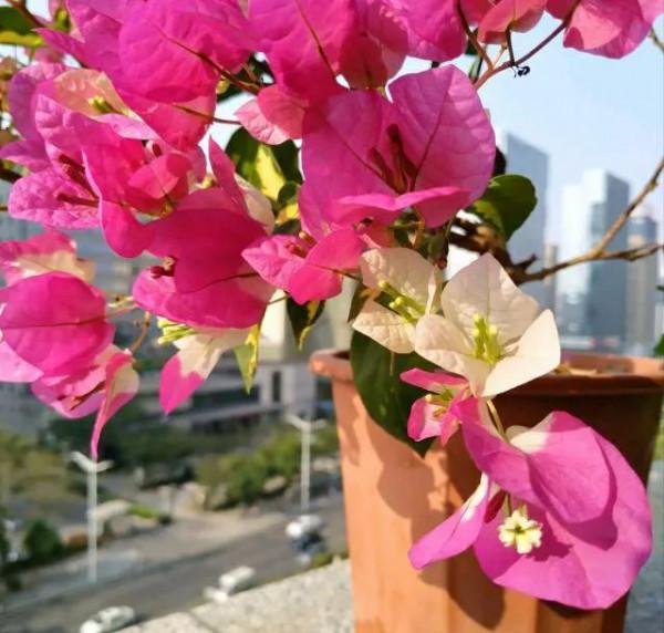 勤花三角梅中的“機器王”,曬曬太陽就開花,花朵鮮豔不徒長 勤花三角梅中的“機器王”,曬曬太陽就開花,花朵鮮豔不徒長