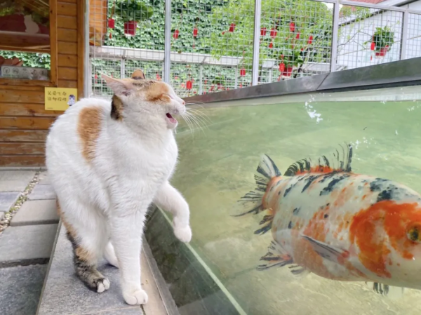 第二彈！終於攢夠了一波“可愛”照片