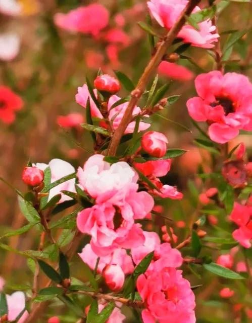 非松亦非梅的松紅梅