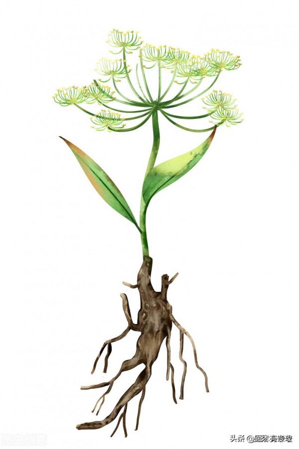 每天一味中藥——柴胡 每天一味中藥——柴胡