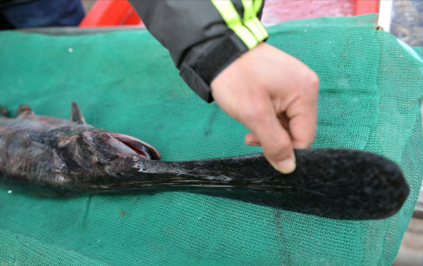 “美國白鱘”紮根中國，壽命達30多年，漏網之魚逃入千島湖？