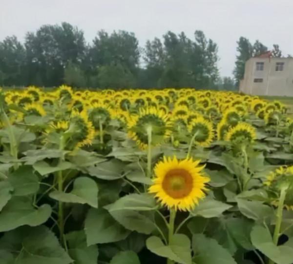 這到底是來自餓了嗎的臥底，還是來自美團的臥底，現實碟中諜